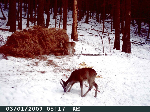 foto Hlídací kamera M1