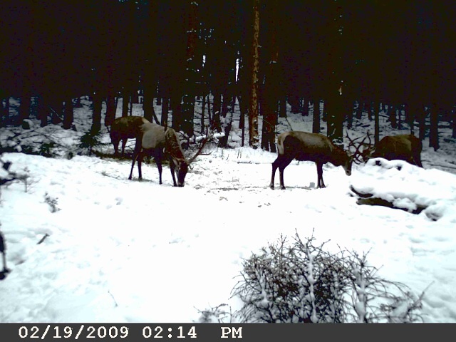 foto Hlídací kamera M1