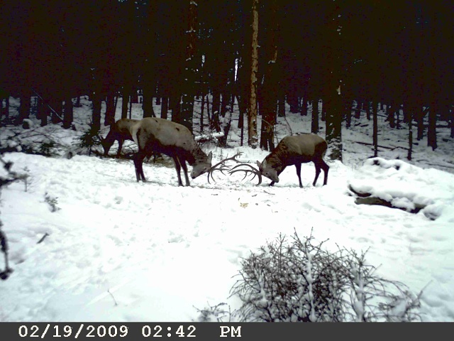 foto Hlídací kamera M1